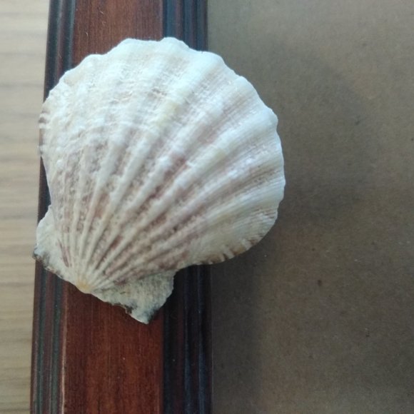 Seashell Photo Frame - Picture 3 of 4